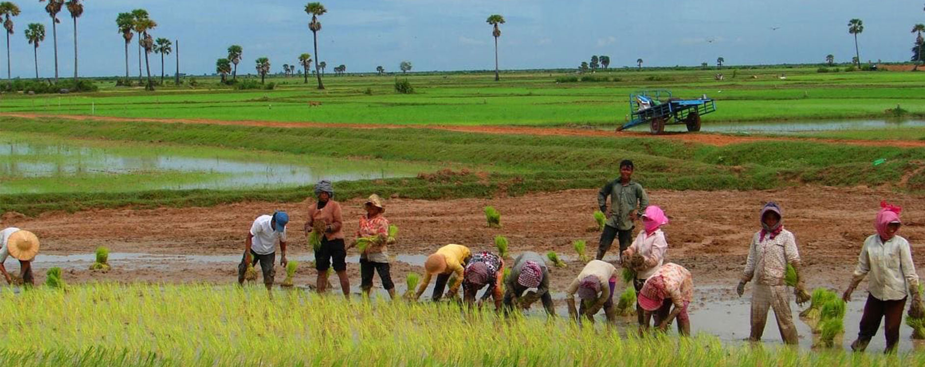 Farmers planting rice